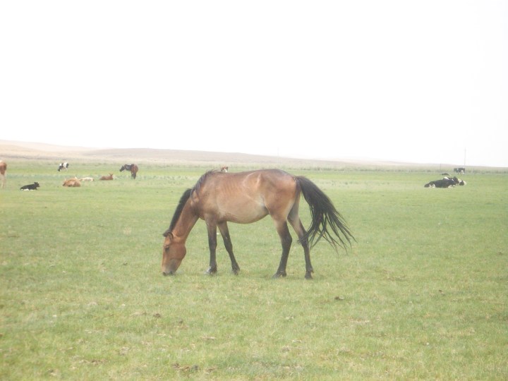 The grasslands, living up to their name.  There is grass and there are horses