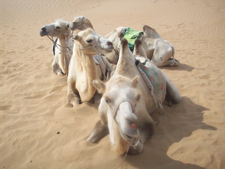 Gobi desert and riding the Bactian camels