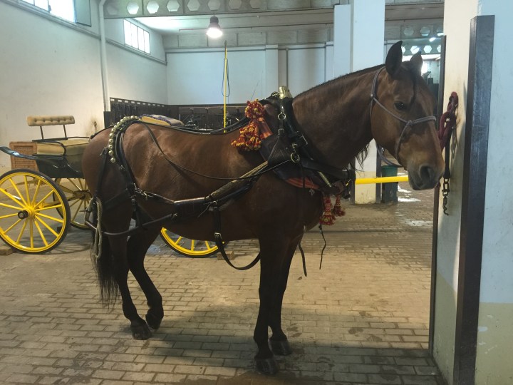 Getting close and personal with the horses in the stables