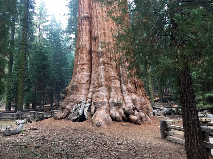 Sequoia is home to the biggest tree in the world (although it depends how you measure) The General Sherman tree.  Unfortunately all fenced off for its protection.  It is a relatively easy trek to get to it from the parking area.  