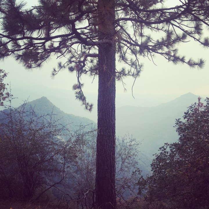 Sequoia, our second stop.   