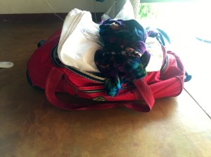 The Albatross: somehow she's gained 6k, although I have bought nothing.  How does that happen? 