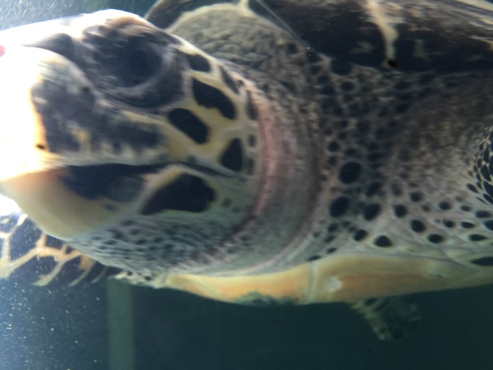 Sea turtles are amazing.  They return to the place where they were born to have their own babies.