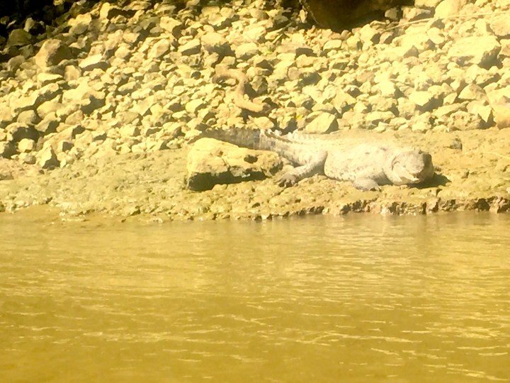 crocodile or alligator?  Our guide said 