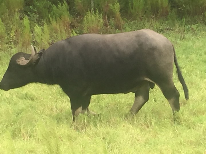 Lots of animal spotting