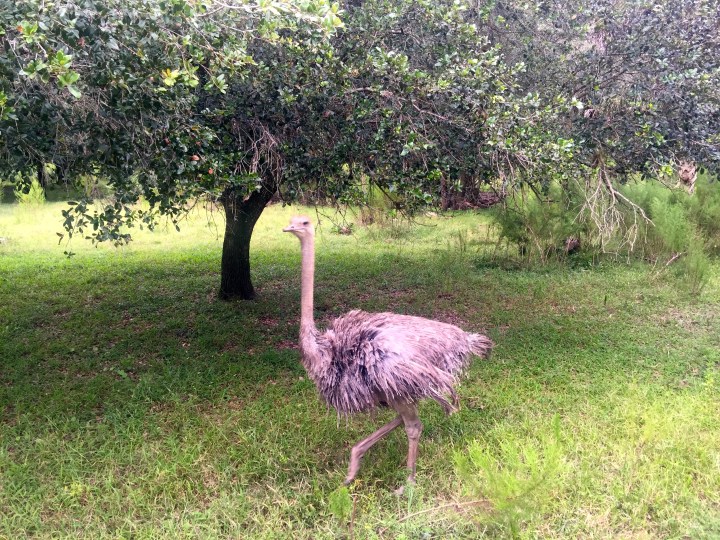 Then further exploring in an airboat.