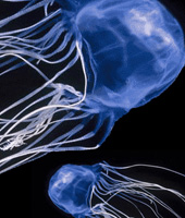 box-jellyfish