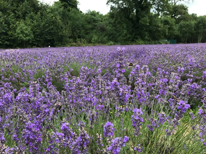 Mayfield lavender