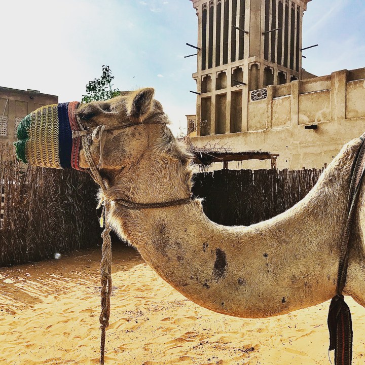 51068392-8DA4-47B6-8865-B5EB74D1414F